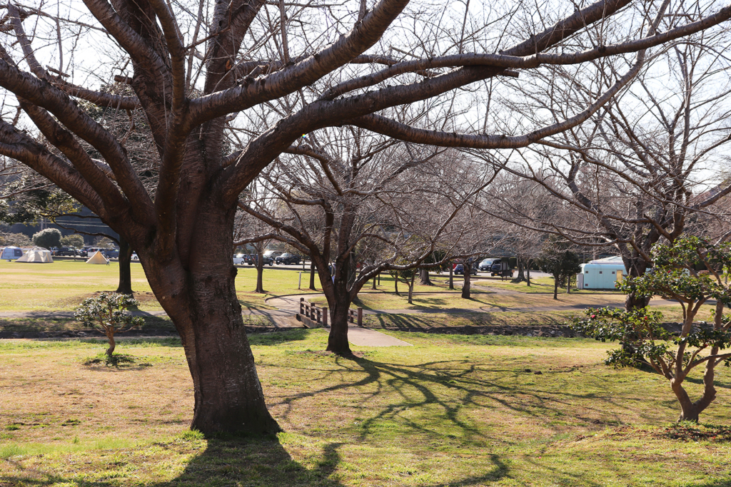 野田市スポーツ公園