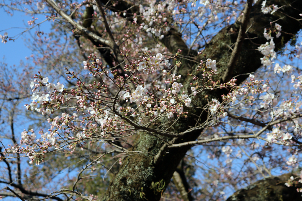 清水公園の桜