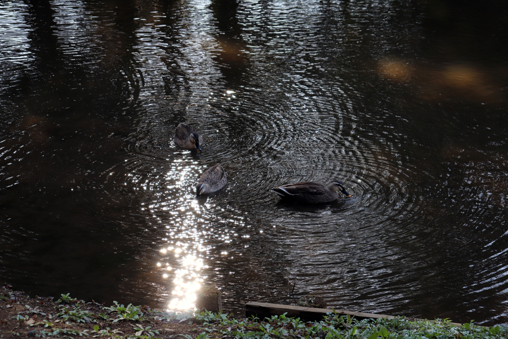 清水公園の鴨