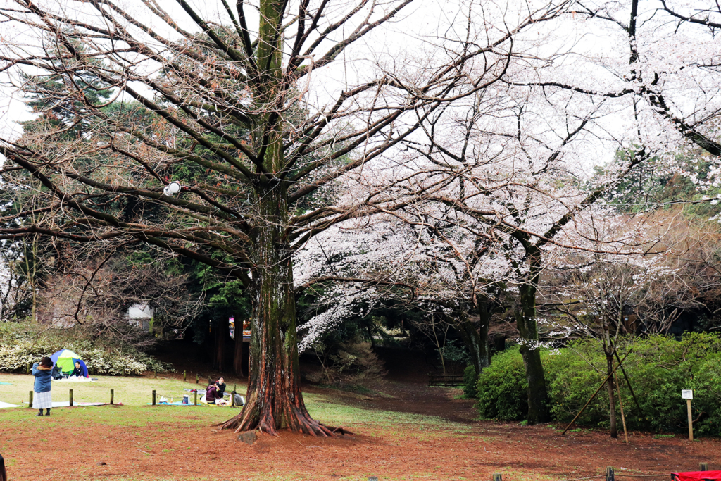 清水公園花見