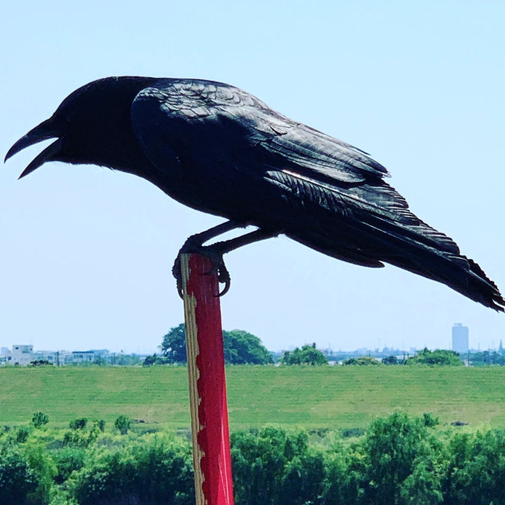 土手のカラス
