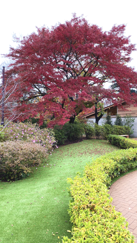 清水公園の紅葉2