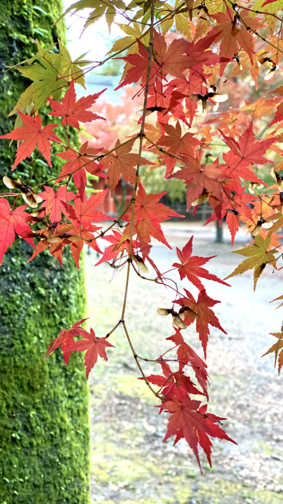 清水公園の紅葉5