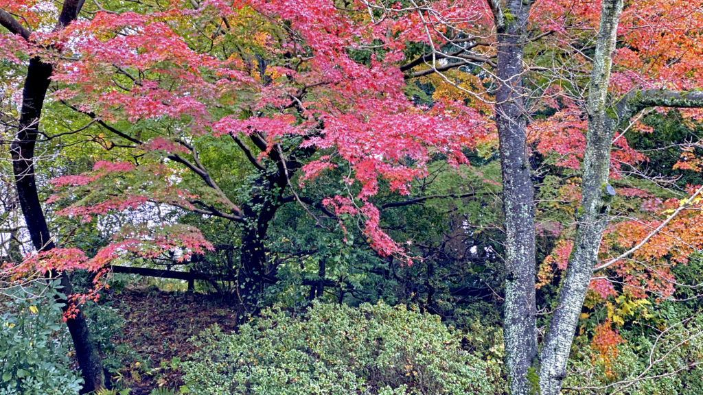清水公園の紅葉4