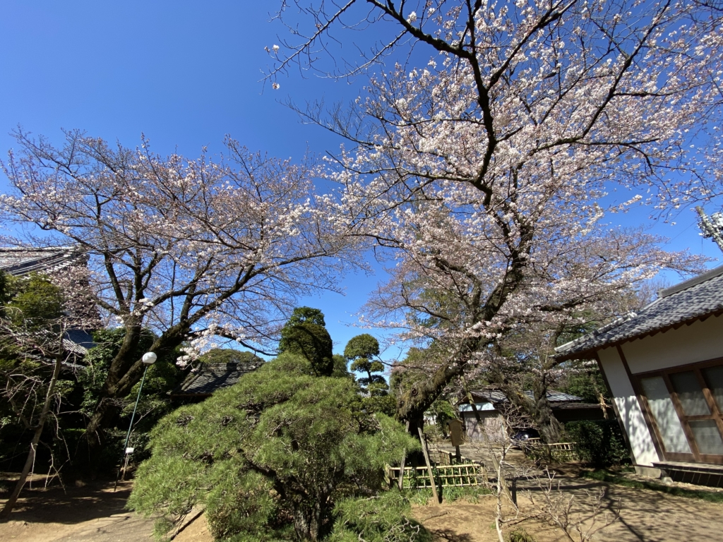 清水公園の桜