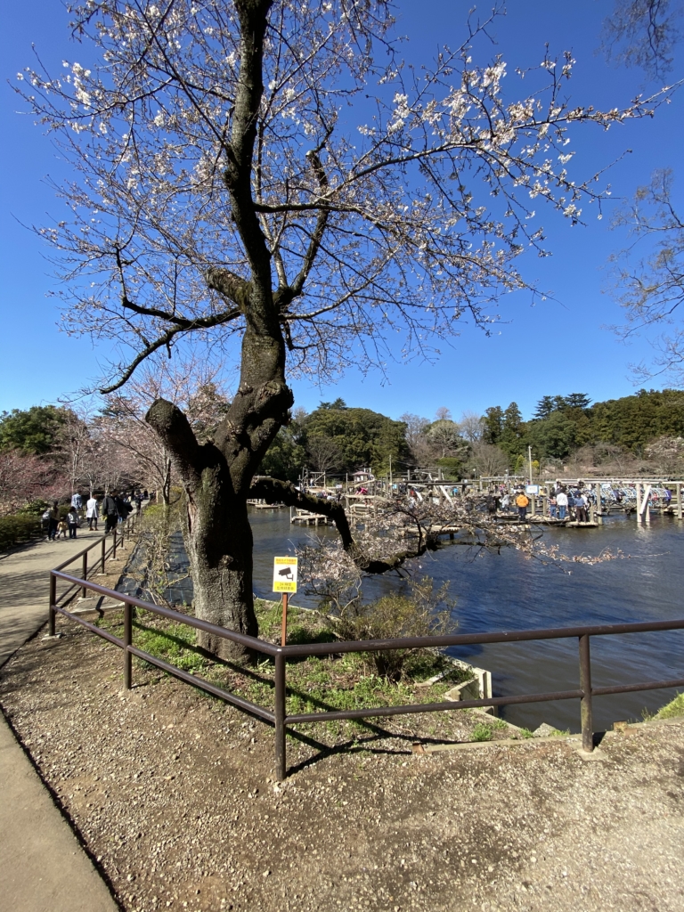 清水公園の桜