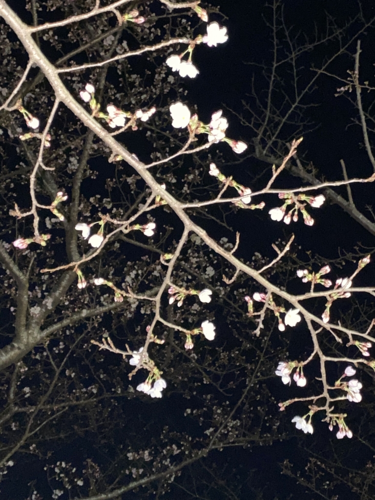 柏ふるさと公園の桜