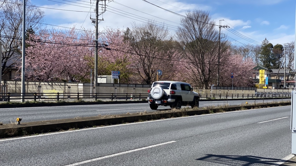 大原さんの桜