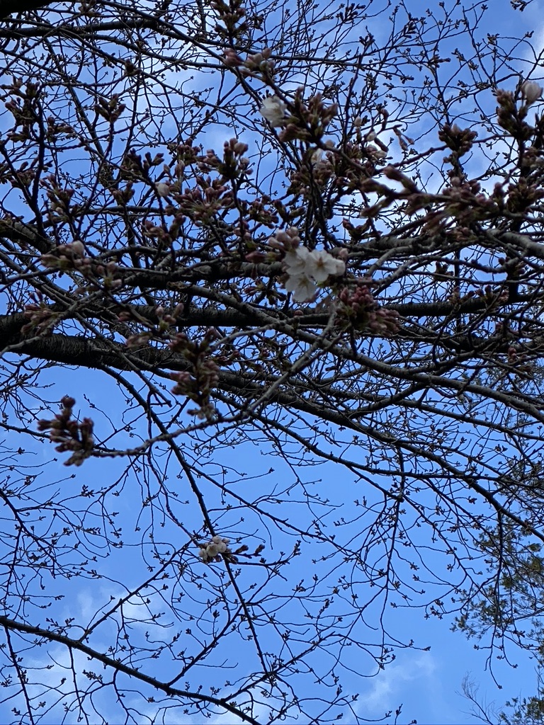清水公園の桜